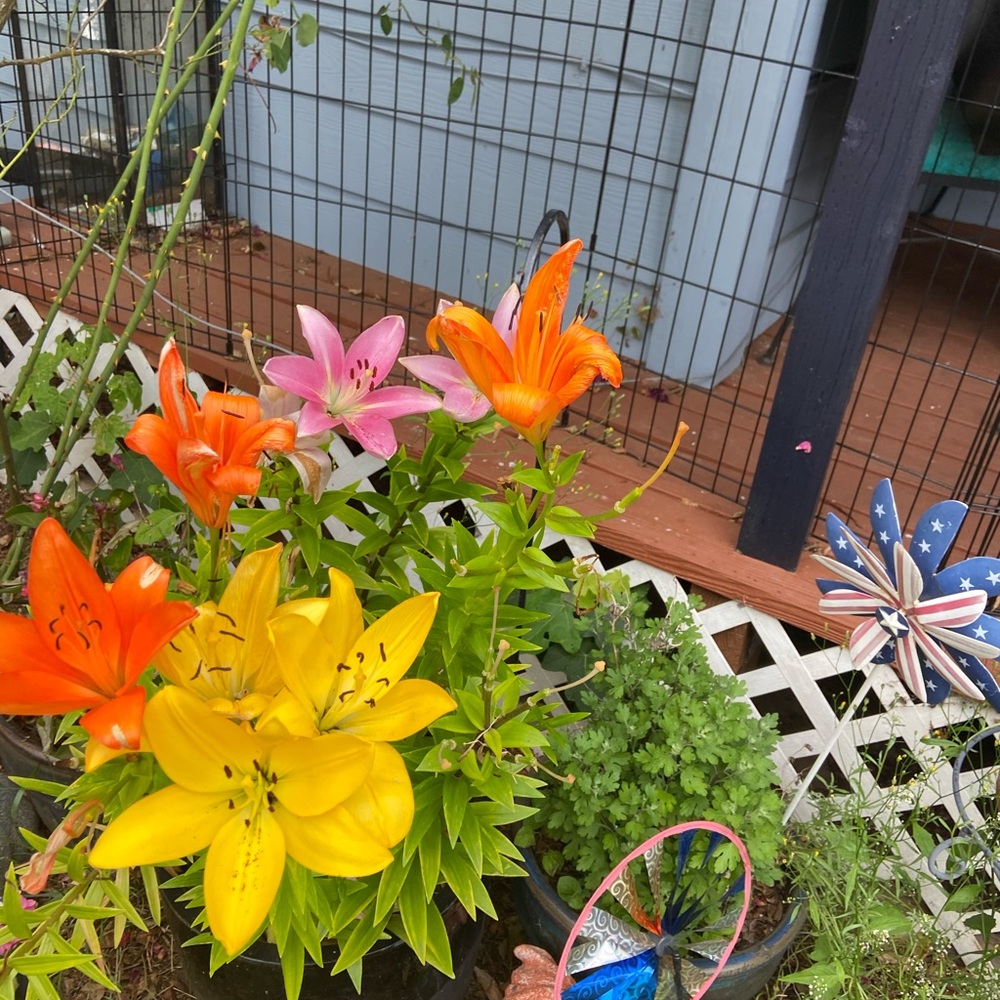 Meet your Posher, Martha ann